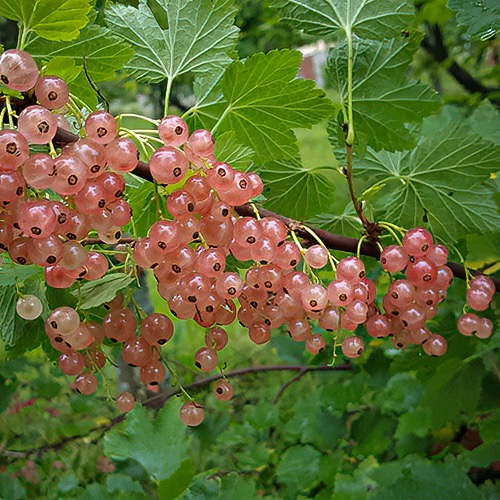 Aili (Vaaleanpunainen herukka Ribes rubrum)