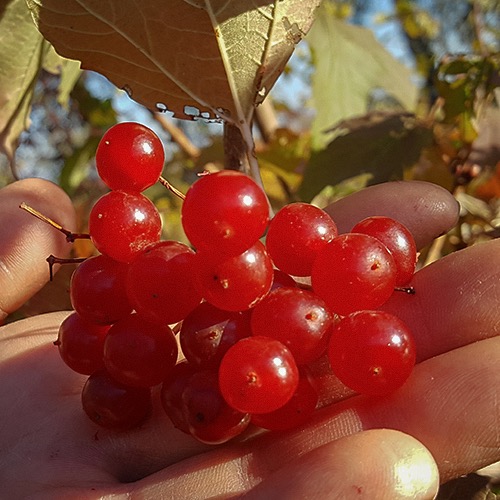 Amerikanheisi Alfredo (Viburnum opulus ssp. trilobum)