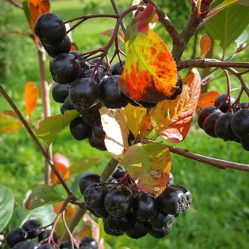 Marja-aronia Viking (Aronia mitschurinii Viking)