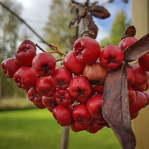 Dessertnaja  Mespilus x Sorbus Likjornaja)