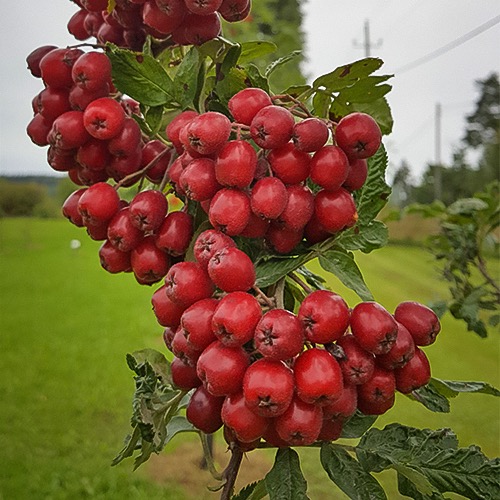 Granatnaja (Sorbus aucuparia x Crataegus sanguinea)