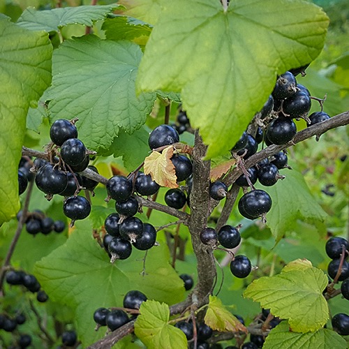 Hedda (Mustaherukka Ribes nigrum