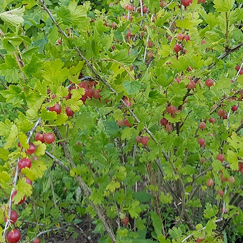 Houghton (Vuoristokarviainen Ribes uva-crispa )