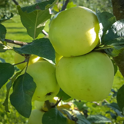 Iso Kuulas Astrakaani