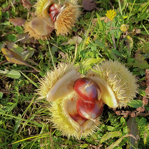 Jalokastanja (Castanea sativa)