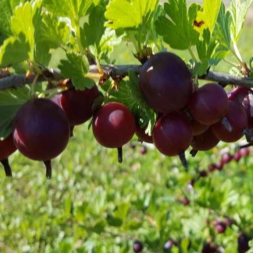 Lepaan Punainen (Karviainen Ribes uva-crispa)