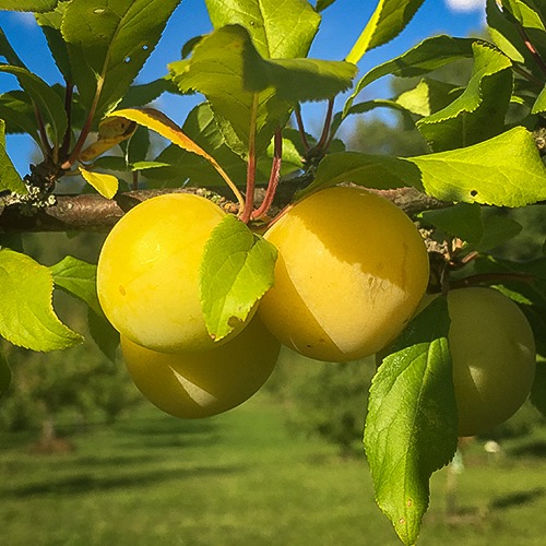 Mara (Prunus cerasifera)