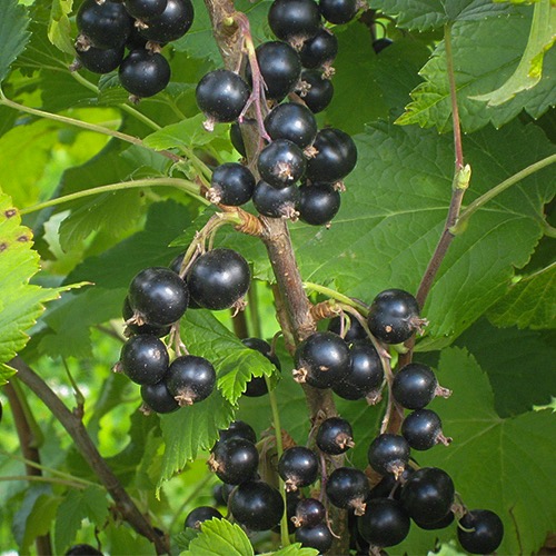 Marski (Mustaherukka Ribes nigrum)