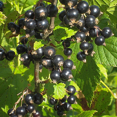 Mortti (Mustaherukka Ribes nigrum)