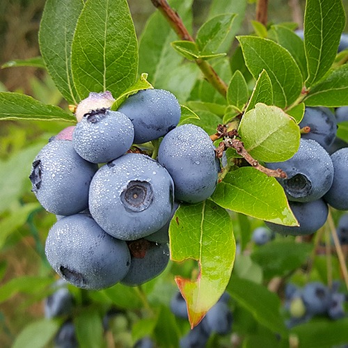 Northblue (V. Angustifolium-ryhmä)