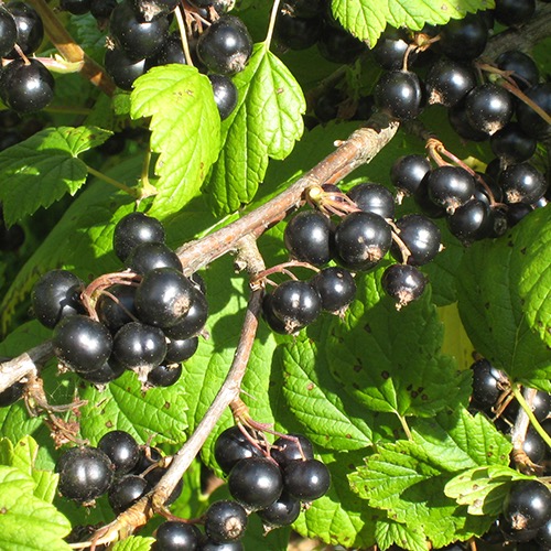 Öjebyn (Mustaherukka Ribes nigrum)