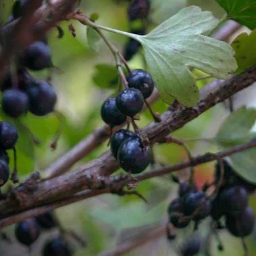 Kultaherukka (Ribes aureum)