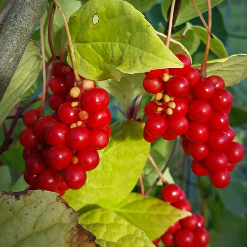 Sitruunaköynnös (Schisandra chinensis)