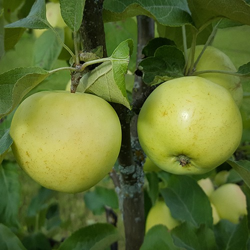 Valkea kuulas (Transparente Blanche)