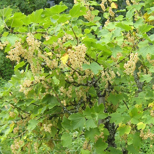 Valkoinen Hollantilainen (Valkoherukka Ribes rubrum)