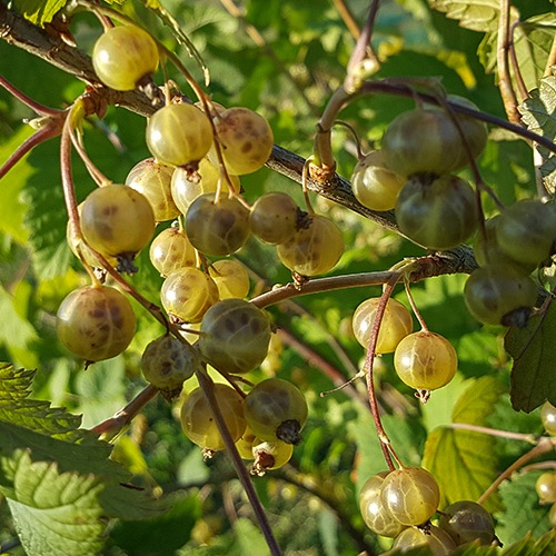 Venny (Viherherukka Ribes nigrum)