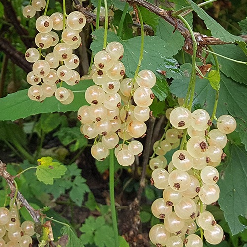 Viktoria (Valkoherukka Ribes rubrum)