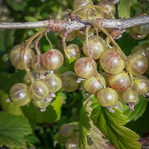 Vertti Ribes Nigrum Fruticetum Vertti Ribes Nigrum Fruticetum
